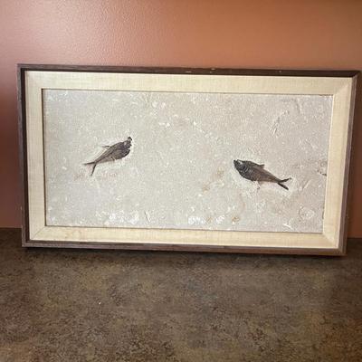 Two Fossil Fish in Wooden Frame (O-MG)