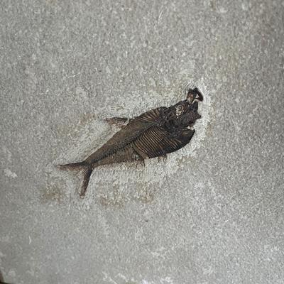 Two Fossil Fish in Wooden Frame (O-MG)