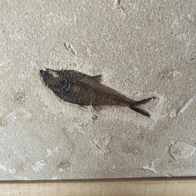 Two Fossil Fish in Wooden Frame (O-MG)