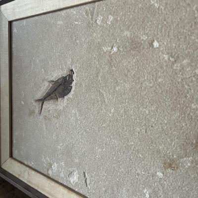Two Fossil Fish in Wooden Frame (O-MG)