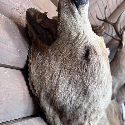 Awesome HUGE Canadian Grizzly Bear Rug