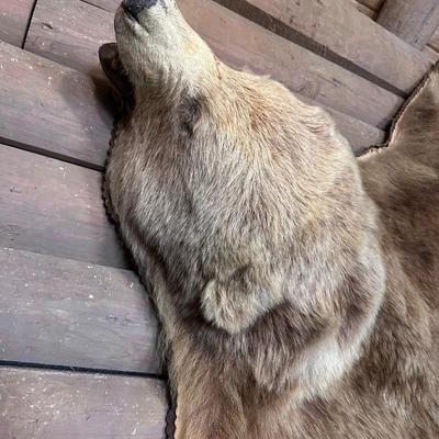 Awesome HUGE Canadian Grizzly Bear Rug
