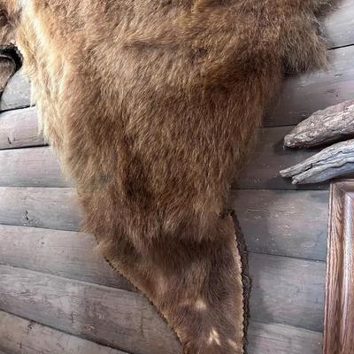 Awesome HUGE Canadian Grizzly Bear Rug