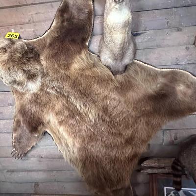 Awesome HUGE Canadian Grizzly Bear Rug