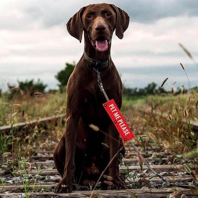 2-Pack Dog Leash Wraps "Pet Me Please" And "Blind Dog" Notification Awareness Wraps