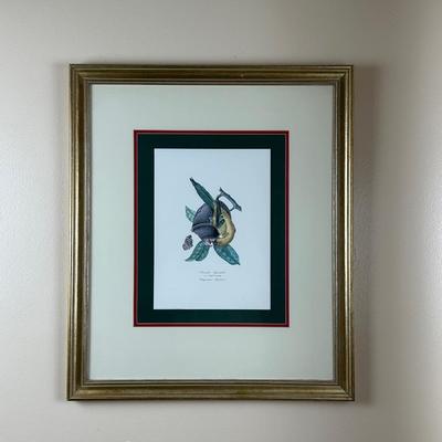 Vintage Framed Prints of Parakeets