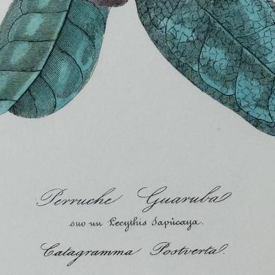 Vintage Framed Prints of Parakeets
