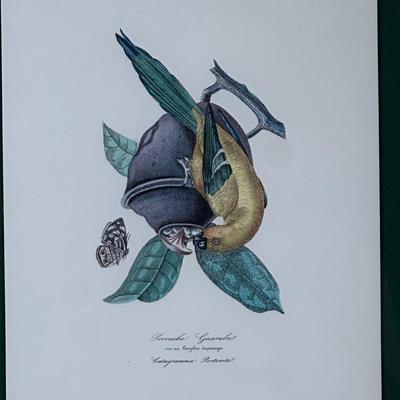 Vintage Framed Prints of Parakeets
