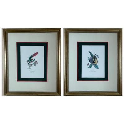 Vintage Framed Prints of Parakeets
