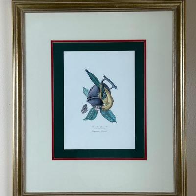 Vintage Framed Prints of Parakeets