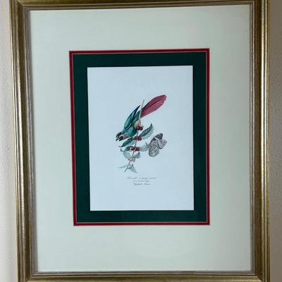 Vintage Framed Prints of Parakeets