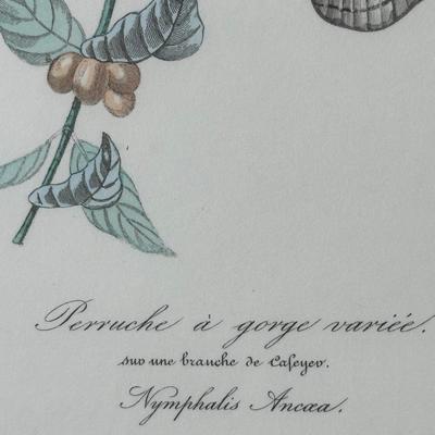 Vintage Framed Prints of Parakeets