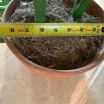 Large Artificial House Plant