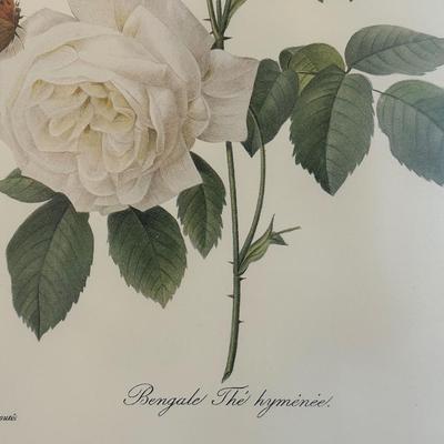 Framed Botanical Prints