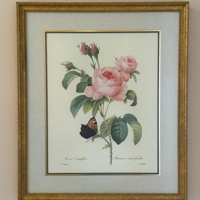 Framed Botanical Prints
