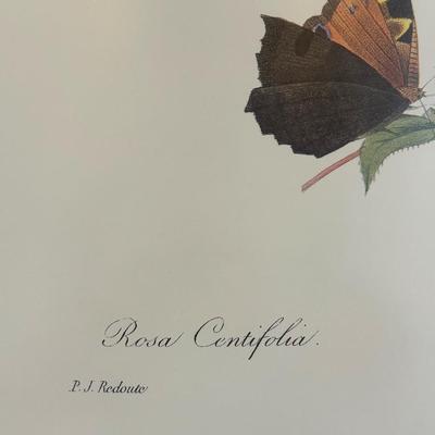 Framed Botanical Prints