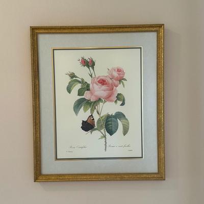 Framed Botanical Prints