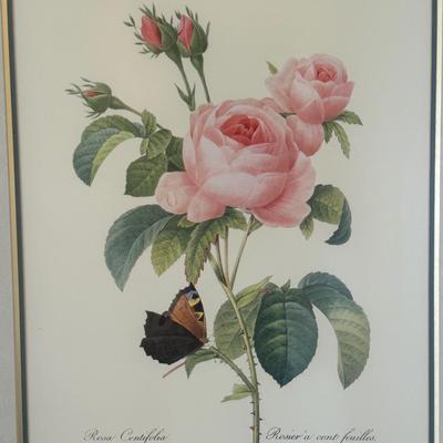 Framed Botanical Prints