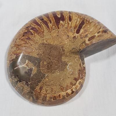 Two Fossilized Nautilus (DR-KD)