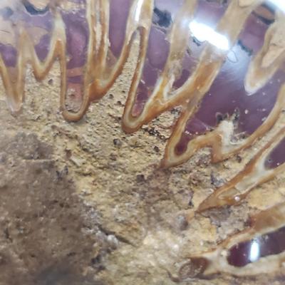 Two Fossilized Nautilus (DR-KD)