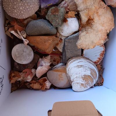 BOX OF SEASHELLS, ROCKS, CRYSTALS ETC