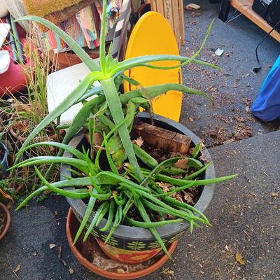 LIVE ALOE VERA PLANT IN A COLORFUL POT