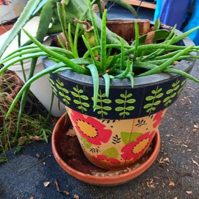 LIVE ALOE VERA PLANT IN A COLORFUL POT