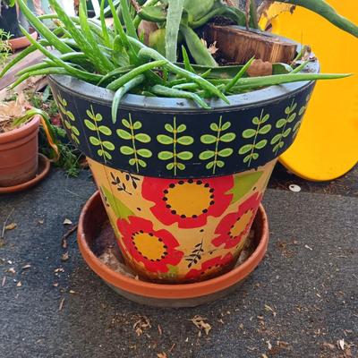 LIVE ALOE VERA PLANT IN A COLORFUL POT