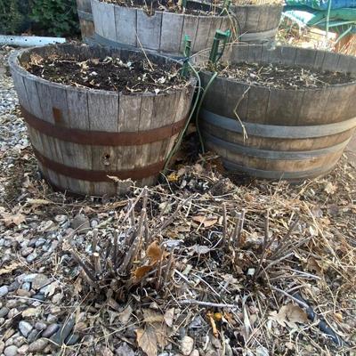 TWO WHISKEY BARREL PLANTERS