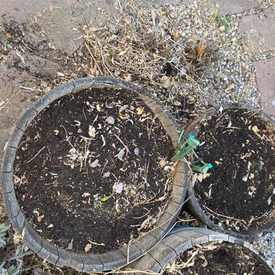 TWO WHISKEY BARREL PLANTERS