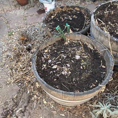TWO WHISKEY BARREL PLANTERS