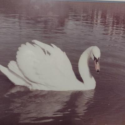 Photograph by Local Artist- Framed Under Glass- Approx 30 1/4" x 24 1/4"