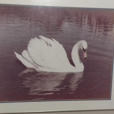 Photograph by Local Artist- Framed Under Glass- Approx 30 1/4" x 24 1/4"