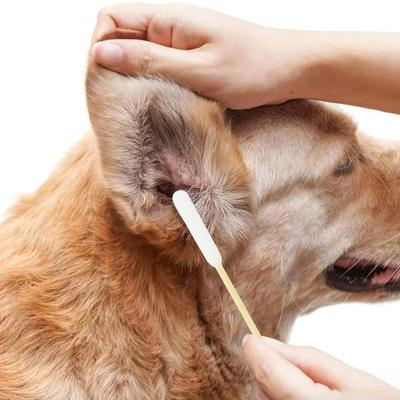 50-Piece Extra Long Disposable Pet Ear Cleaning Cotton Swabs for Dog Cat Ear Care Cotton Buds 4.5" Bamboo Cleaning Tools for Pets