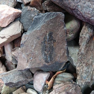 ROCKS, FOSSIL AND WHO KNOWS WHAT ELSE