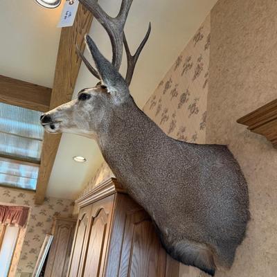 Mule Deer Shoulder Mount Taxidermy piece