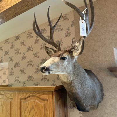 Mule Deer Shoulder Mount Taxidermy piece