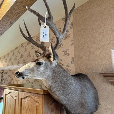 Mule Deer Shoulder Mount Taxidermy piece