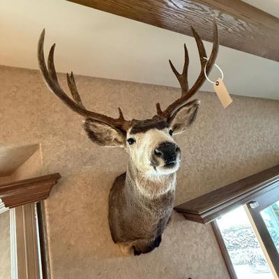 Mule Deer Shoulder Mount Taxidermy piece