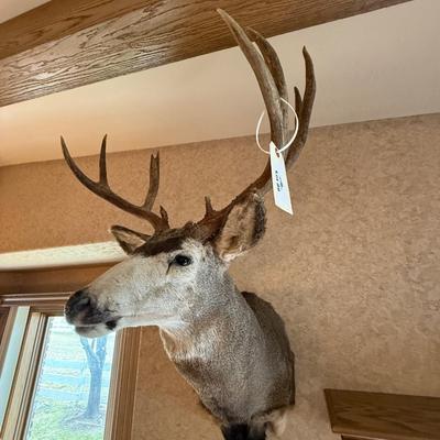 Mule Deer Shoulder Mount Taxidermy piece