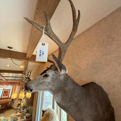 Mule Deer Shoulder Mount Taxidermy piece