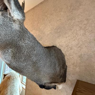 Mule Deer Shoulder Mount Taxidermy piece