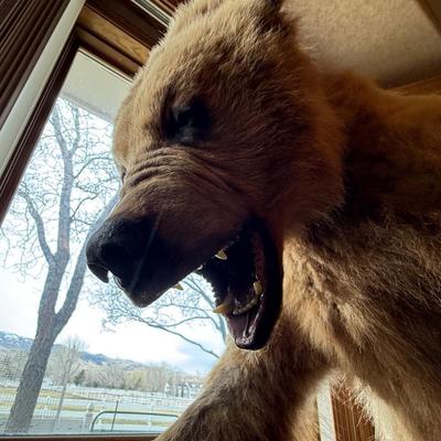 Upright Grizzly Bear & Fox Taxidermy Piece on Base