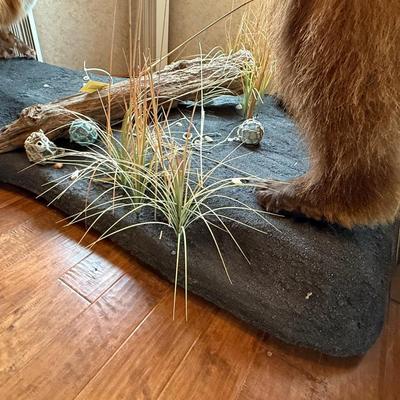 Upright Grizzly Bear & Fox Taxidermy Piece on Base