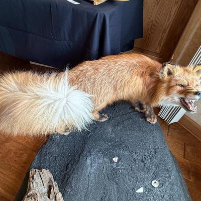 Upright Grizzly Bear & Fox Taxidermy Piece on Base