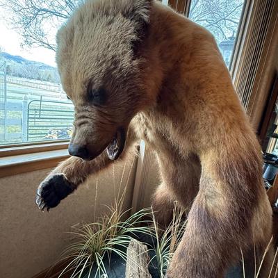 Upright Grizzly Bear & Fox Taxidermy Piece on Base