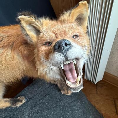 Upright Grizzly Bear & Fox Taxidermy Piece on Base