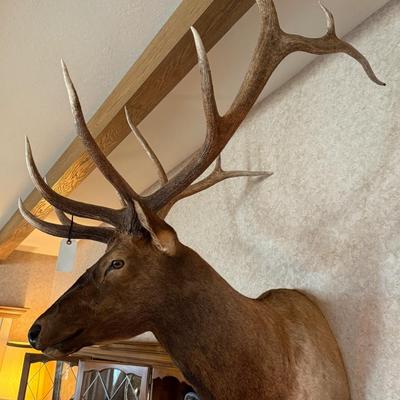 Very Large Shoulder Mount Elk Taxidermy Piece