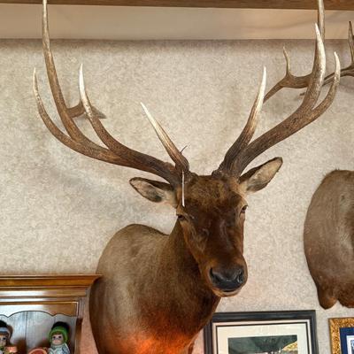 Very Large Shoulder Mount Elk Taxidermy Piece