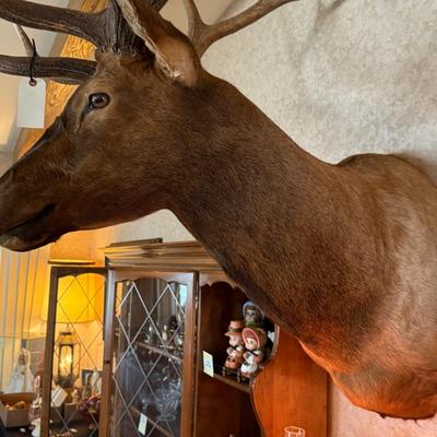Very Large Shoulder Mount Elk Taxidermy Piece